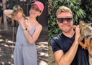 Quintana Roo prohíbe la exhibición y manipulación de animales silvestres en vía pública
