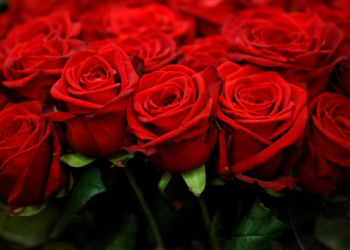 Ventas en flores por ” Día de las Madres” serán satisfactorias; vendedores