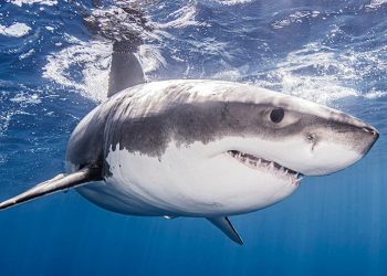 El gran tiburón blanco pudo contribuir a la extinción del megalodón, concluye estudio