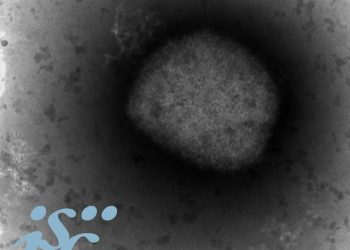 Obtienen la secuencia completa del virus de la viruela del mono