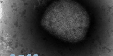 Obtienen la secuencia completa del virus de la viruela del mono