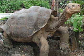 ¿Por qué las tortugas viven tanto?