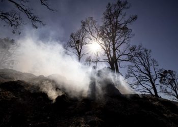Más de 850 incendios forestales están activos en EU