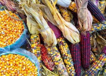 Aplazamiento de la restricción a la importación de maíz, buena noticia para tortilleros