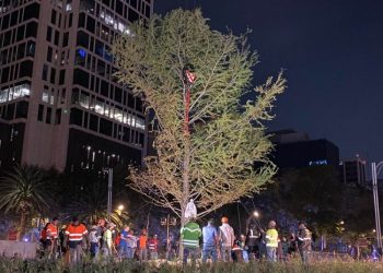 Ya llegó el ahuehuete al Paseo de la Reforma