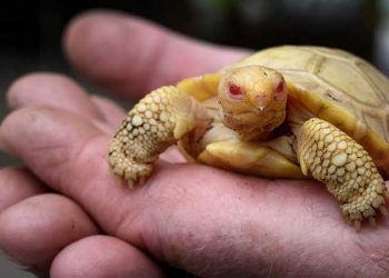 Nace la primera tortuga gigante albina de Galápagos en Suiza