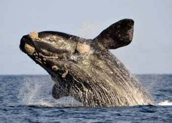 Oceana pide a México presionar a EU para que proteja a la ballena franca