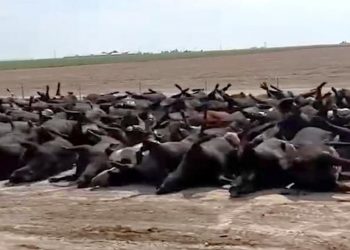 Mueren cientos de bovinos por golpe de calor en Kansas