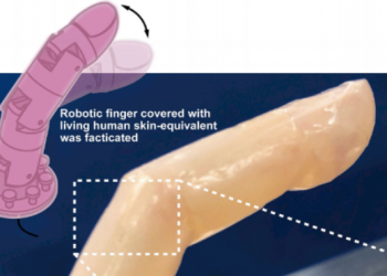 Crean piel humana viva para revestir a los robots