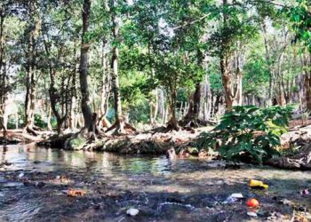 Día Mundial del Medio Ambiente: una fecha para cuidar a la Tierra