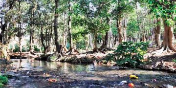 Día Mundial del Medio Ambiente: una fecha para cuidar a la Tierra