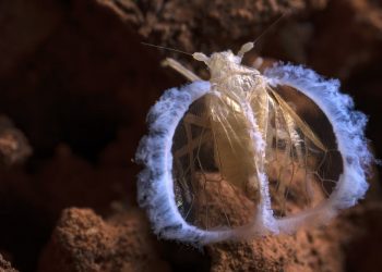 Científicos urgen a la conservación de los olvidados ecosistemas subterráneos