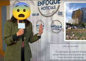 Las 5 de Enfoque Noticias