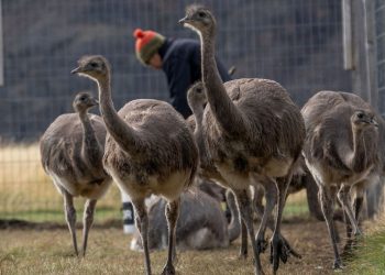 Próxima extinción masiva podría hacer desaparecer hasta el 95% de especies