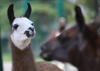 Sistema inmunitario de las llamas podría proteger del SARS-CoV-2 y 18 virus más