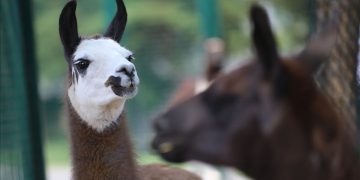 Sistema inmunitario de las llamas podría proteger del SARS-CoV-2 y 18 virus más
