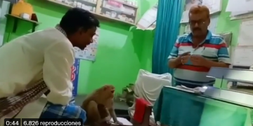 ¡Increíble! Mamá mono llega a hospital a pedir ayuda para su bebé