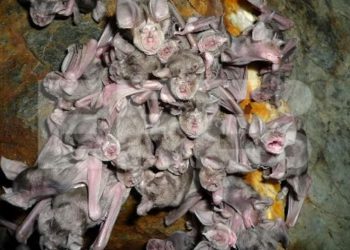 El murciélago fósil de Canarias que plantea un enigma sobre su desaparición