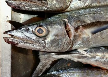 Oceana México hace un llamado a los ciudadanos a preguntar y saber de los productos: García