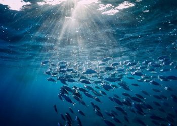 La ciencia pone en rojo el semáforo de los océanos