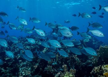 La cumbre de los Océanos de la ONU apostará por la economía azul y el clima