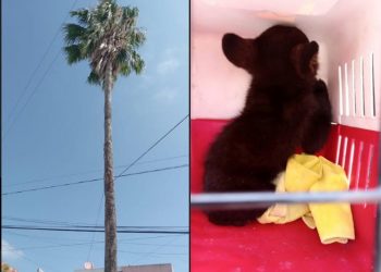 Rescatan a oso bebé de lo alto de una palmera en Nuevo León