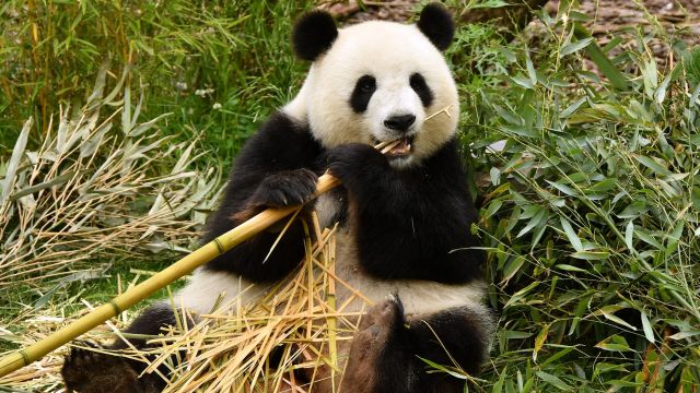 Así cambiaron su dieta los pandas hace seis millones de años - Yo Animal