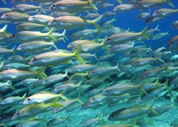 Científicos italianos localizan microplásticos en peces del fondo marino
