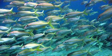 Científicos italianos localizan microplásticos en peces del fondo marino