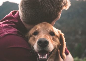 Genética da pistas de cómo el perro se convirtió en nuestro mejor amigo