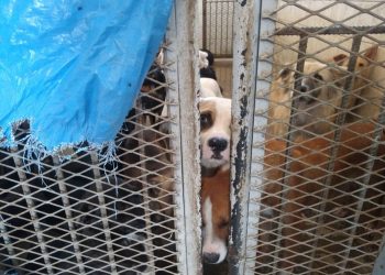 Ingresan al Congreso de Querétaro iniciativa para prevenir el maltrato animal