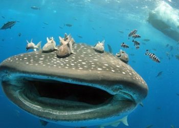 La Isla de los Gigantes, el misterio del pez más grande del mundo