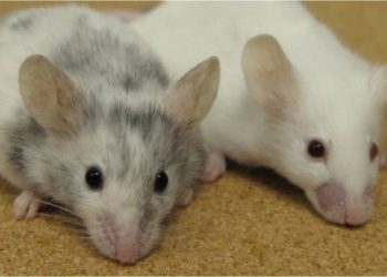 Un antirretroviral mejora la capacidad cognitiva en ratones con síndrome Down