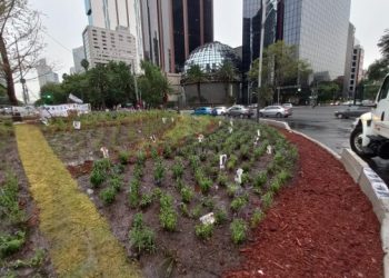 ¿Qué sucede con el ahuehuete plantado en la Glorieta de Paseo de la Reforma?