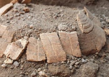 Hallan una tortuga con su huevo en excavaciones de Pompeya
