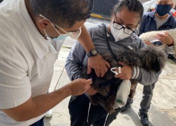 Inicia en CDMX vacunación intensiva contra la rabia