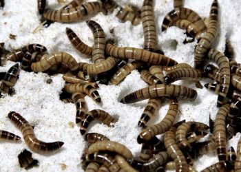 Descubren un gusano que puede alimentarse con poliestireno