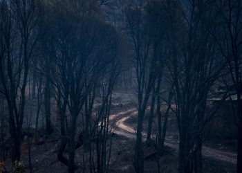 La ola de calor se agota en Europa pero deja un rastro catastrófico de incendios