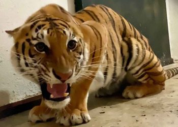 Profepa verifica zoológicos para poder ingresar felinos rescatados de Black Jaguar- White Tiger