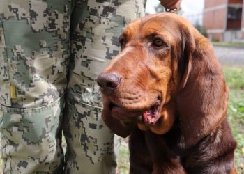 Max el peludo que ayudó a la captura de Rafael Caro Quintero