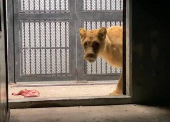 Ya están en Chapultepec 22 de los 190 animales asegurados en refugio de Tlalpan
