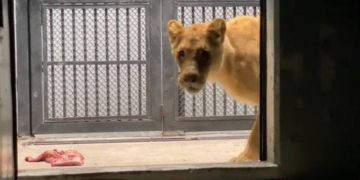 Ya están en Chapultepec 22 de los 190 animales asegurados en refugio de Tlalpan