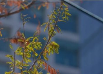 ¿Y cómo va el ahuehuete de Reforma? Te contamos