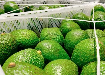 México exporta primer cargamento de aguacate de Jalisco a Estados Unidos