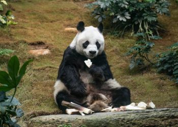 Murió An An, el panda macho más longevo del mundo