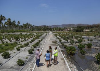 Humedal basado en naturaleza ayuda al tratamiento y reúso del agua en México