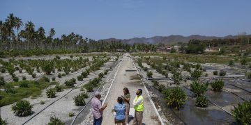 Humedal basado en naturaleza ayuda al tratamiento y reúso del agua en México