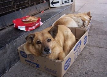 Día Internacional del Perro Callejero, un reto grande que afrontar