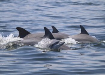Guerra en Ucrania, mortal para miles de delfines en el Mar Negro