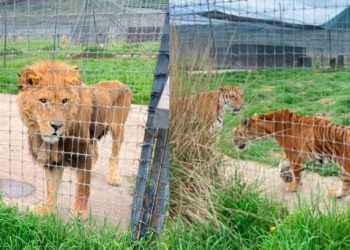 La Fundación Black Jaguar-White Tiger es un lugar clandestino, no tenía permiso para tener a estos animales: Ernesto Zazueta